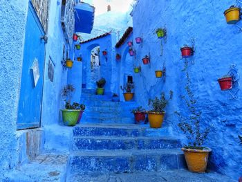 Potted plants on blue steps and house wall