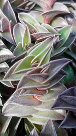 Full frame shot of succulent plant