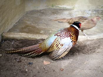 Close-up of bird