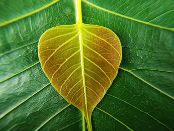 Close-up of green leaves