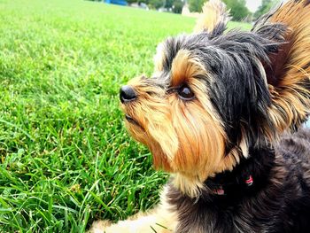 Close-up portrait of dog