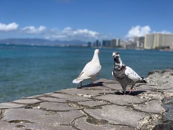 Seagulls perching on retaining wall by sea against sky