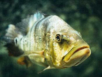 Close-up of fish swimming in sea