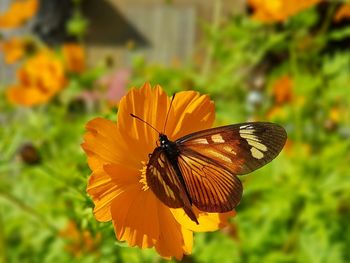 Close-up of butterfly pollinating on yellow flower