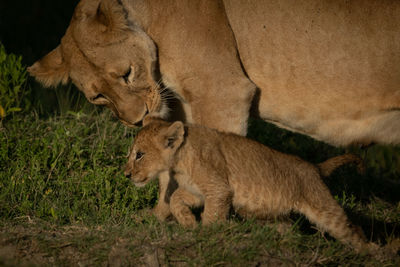 Lioness with cub on grass
