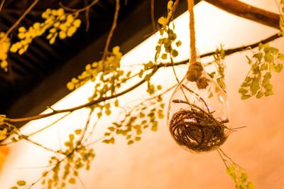 Close-up of flowering plant hanging