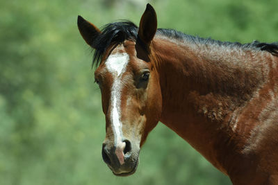 Close-up of a horse