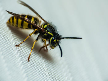 Close-up of insect