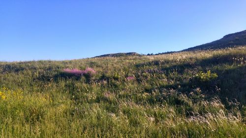 Scenic view of grassy field against clear blue sky