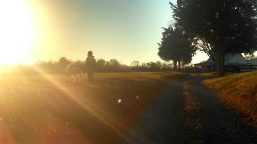 Sun shining through trees on grassy field