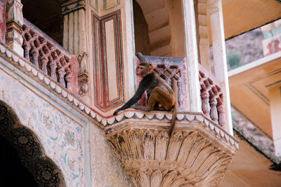 Monkey about to jump from edge of historic building