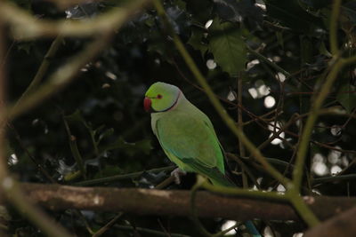 Close-up of parrot perching on tree