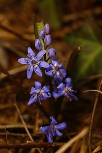 Close-up of purple flowers blooming outdoors