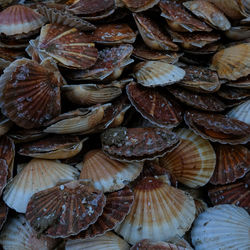 Full frame shot of animal shells