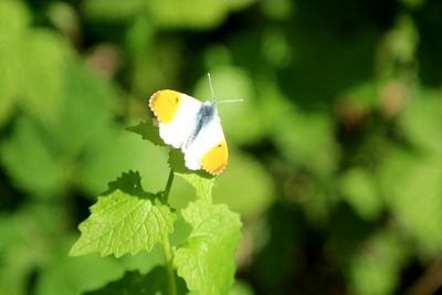 Close-up of butterfly on plant