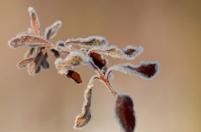 close-up