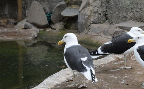 Seagull perching on rock
