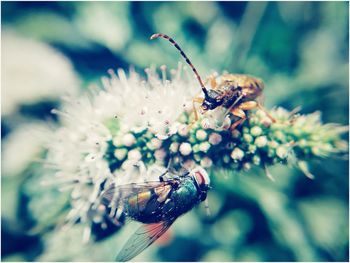 Close-up of insect on flower