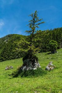 Trees on field against sky