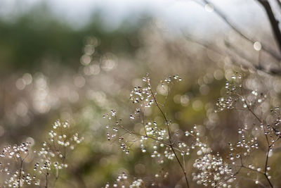 Close-up of raindrops on plant