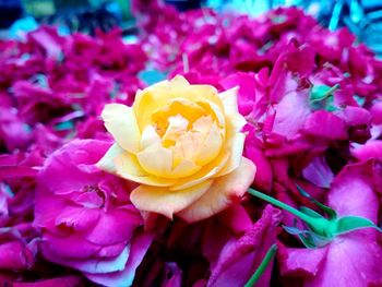 Close-up of pink roses