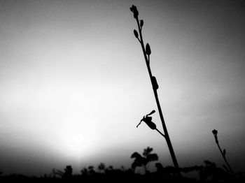 Close-up of silhouette plant against clear sky