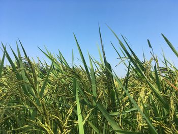 Crops growing on field against clear blue sky