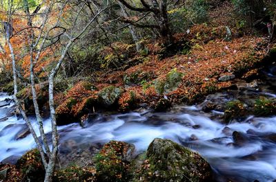 Stream flowing through rocks in forest