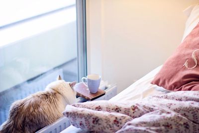 Close-up of cat by bed at home