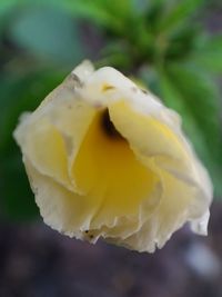 Close-up of yellow rose