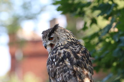 Close-up of bird