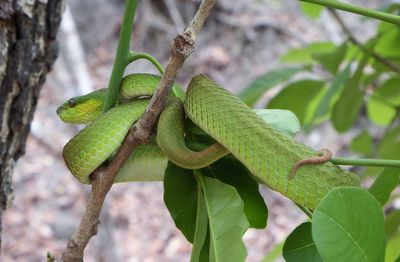 Close-up of green lizard on branch