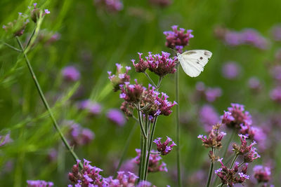 Butterfly pollinating on purple flowering plant