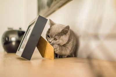 Close-up of cat at home