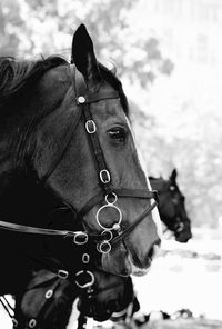 Close-up of a horse