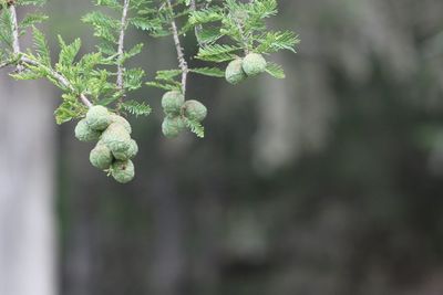 Close-up of plant