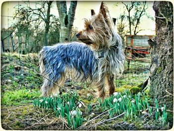 Dog on grassy field