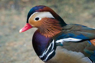 Beautiful close up mandarin duck