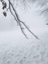 Bare tree on snow covered landscape