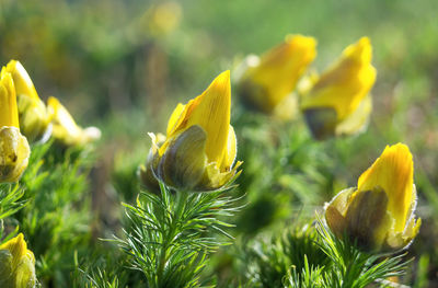 Close-up of yellow flowering plant on field