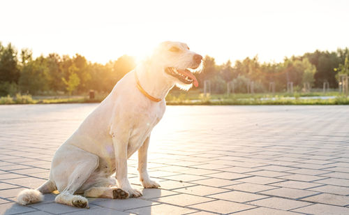 Dog looking away while sitting on footpath