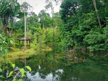 Scenic view of lake in forest