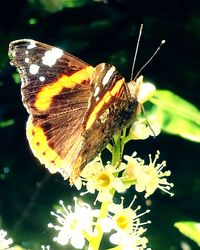 Close-up of butterfly pollinating on yellow flower