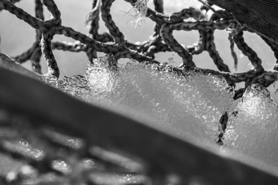 Close-up of frozen plant during winter