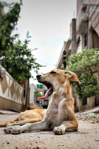 Dog looking away while sitting outdoors