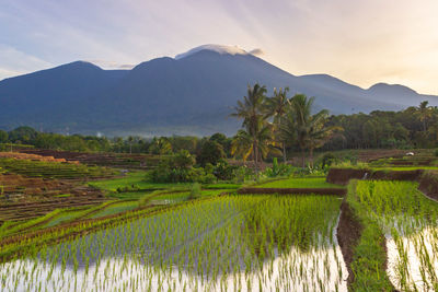 Indonesian scenery, green rice fields and beautiful mountains at sunrise