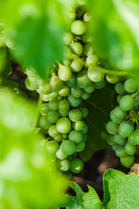 Close-up of grapes growing on plant