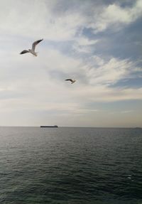 Seagull flying over sea against sky