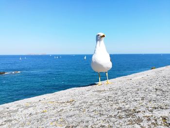 Seagull perching on a sea against clear sky