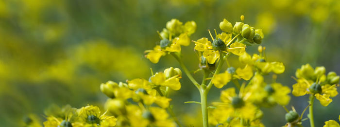 Close-up of yellow flowering plant on field